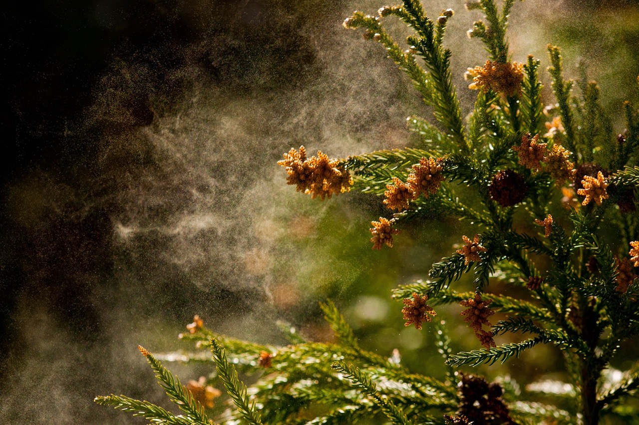Ceder Tree Rash Tackling Cedar Fever: Expert Allergist Insights